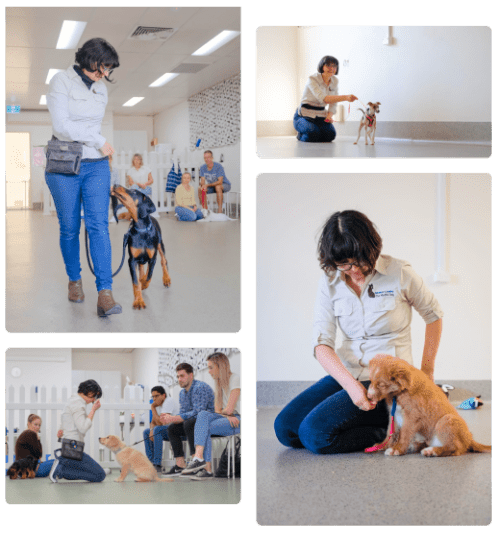 The Mindful Dog puppy trainer